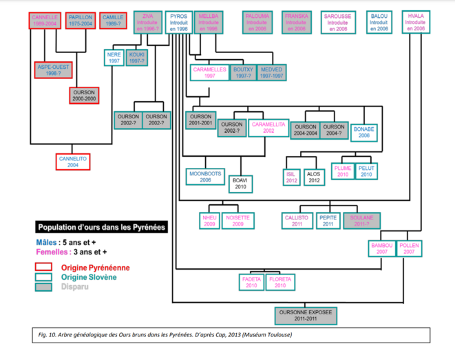 L'ours à pile ou face dans les Pyrénées