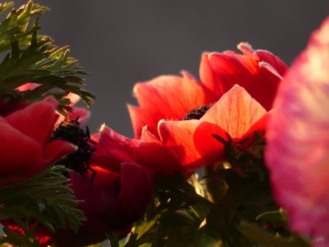 Tonton l'avait prédit