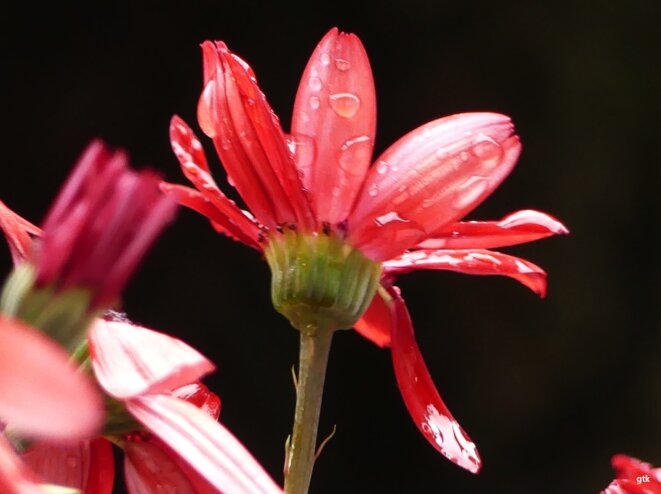 C’est d’amour dont le monde a besoin