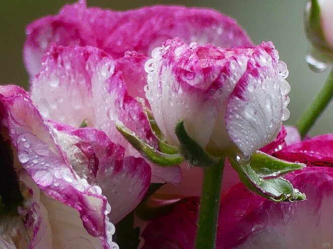 Panot-Walecks sur France 2