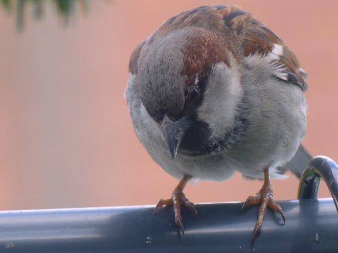 Selon que vous serez…
