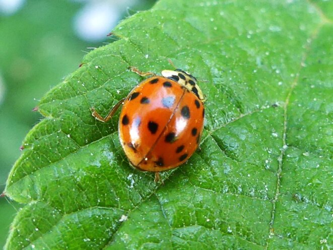 Sans LFI la gauche ne pourra pas gagner