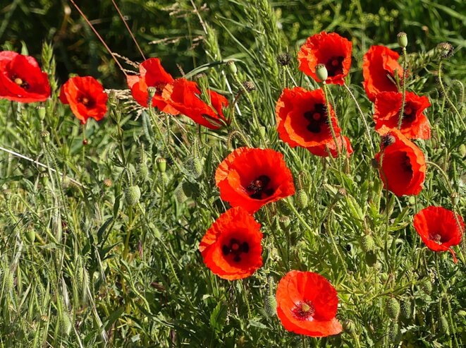 Mauvaise herbe ou fleur des sorcières…