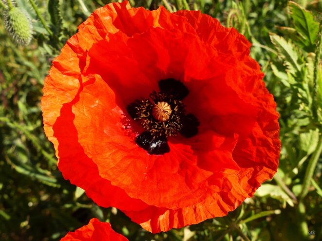 Pour une insurrection pacifique