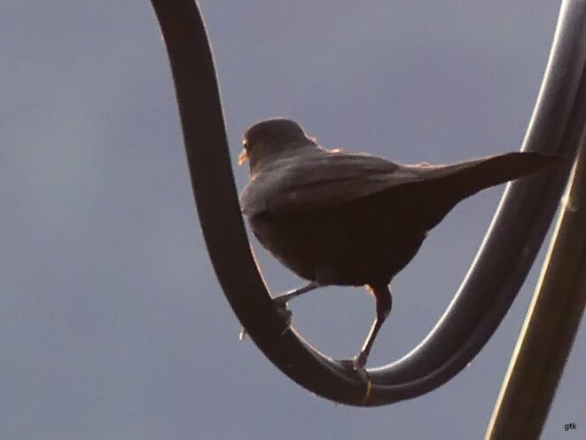 Il est minuit Docteur Schweitzer