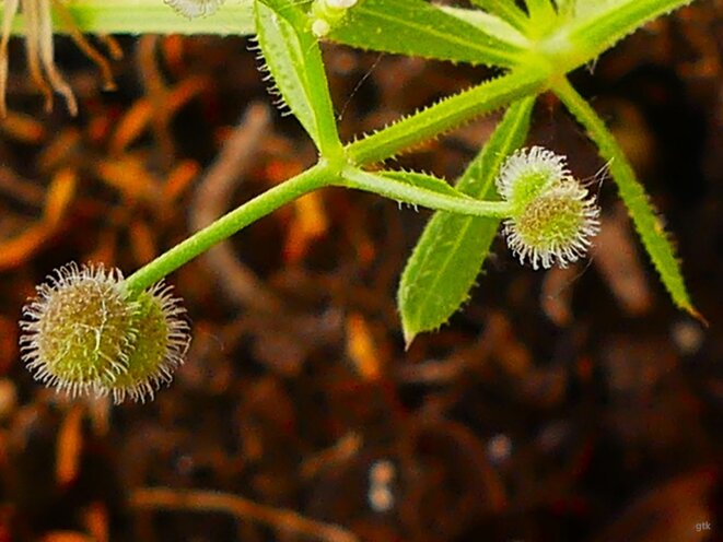 Que cachent-ils sous le voile ?