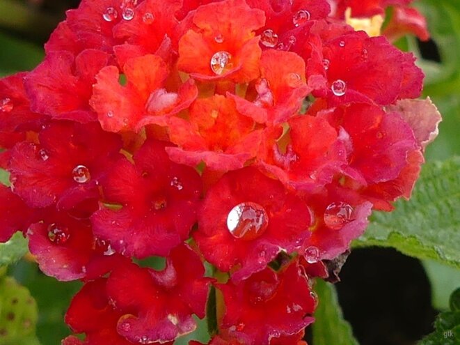 La France soutient un criminel de guerre