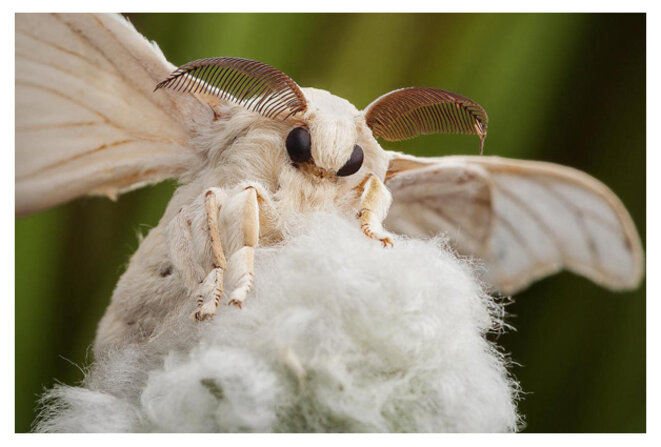 La cruauté de la soie