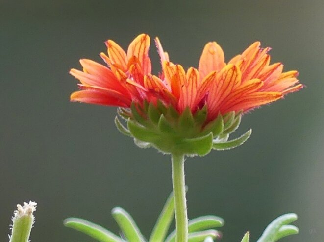 Promenade du dimanche