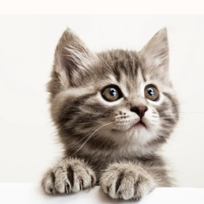 A quoi sert BILDERBERG?