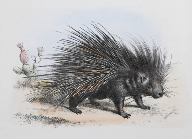 Picképic et son ami Niglo.