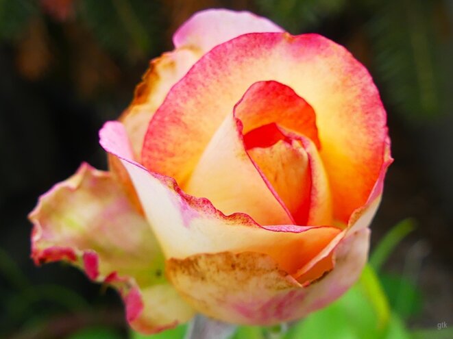 C’est qui la plus jolie ?