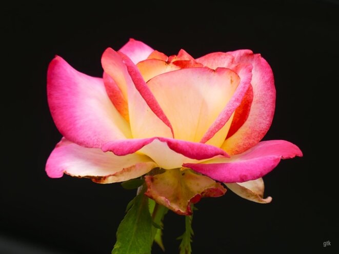 La musique en concert