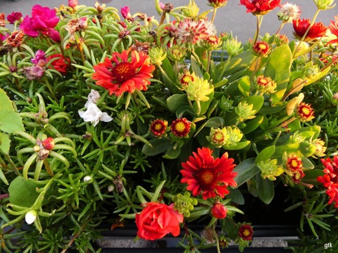 La famine en Palestine