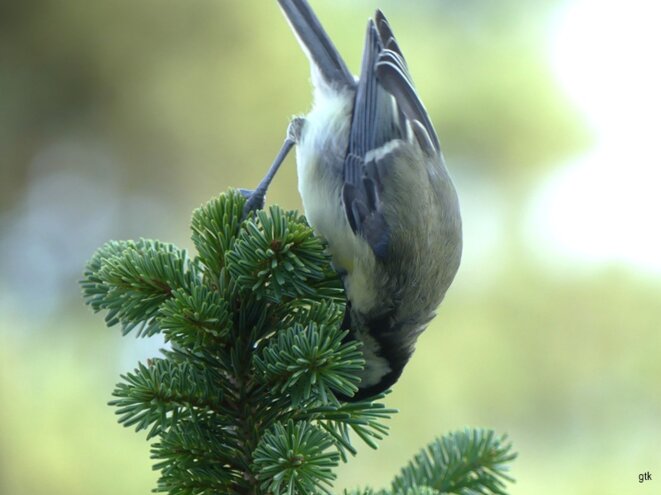 La mésange sur le sapin