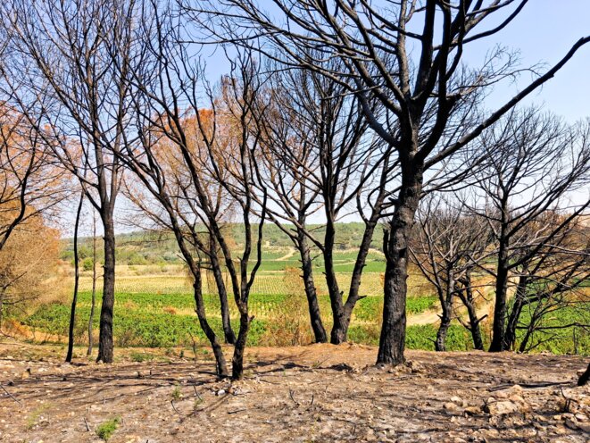 Incendies à répétition dans les Corbières : trop de friches et pas assez de moutons ?