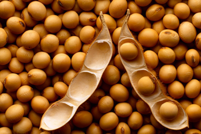 BRÉSIL: le gouvernement Lula da Silva, larbin de l'agronégoce exportateur ? (2)