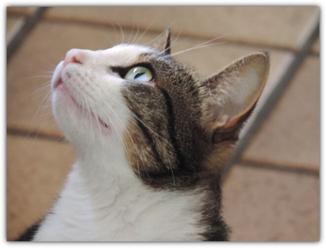 Vous kiffez les miaous ?