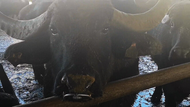 Mozzarella de bufflonne : derrière l'image idyllique, une réalité sordide