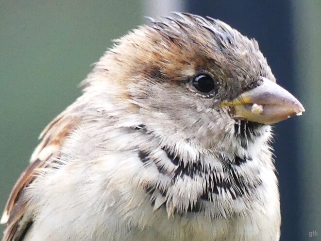 La liberté flotte vers Gaza