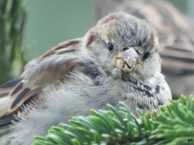 Vive la Palestine, maintenant