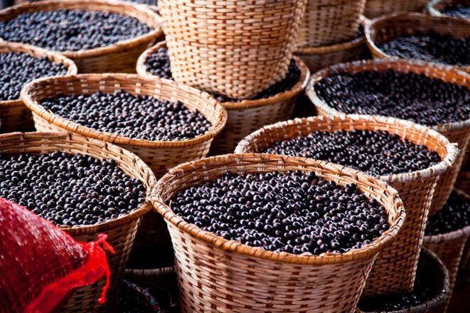 L'ONU récompense des indigènes brésiliens pour un projet durable autour de l'açaí