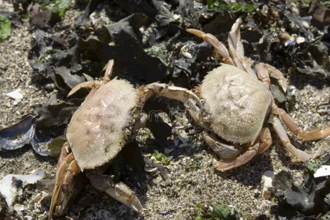 Les crabes se rebiffent.
