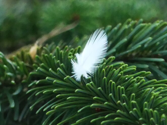 Un cessez-le feu, enfin ?