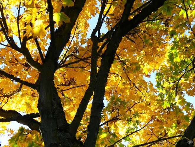 L’automne, au coin du bois,