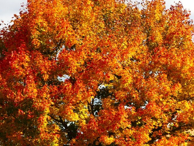 Merci Mathilde Panot