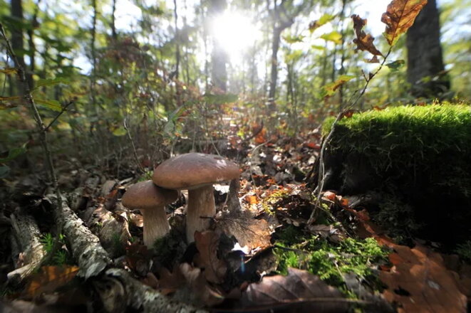 Sur la piste des bolets...
