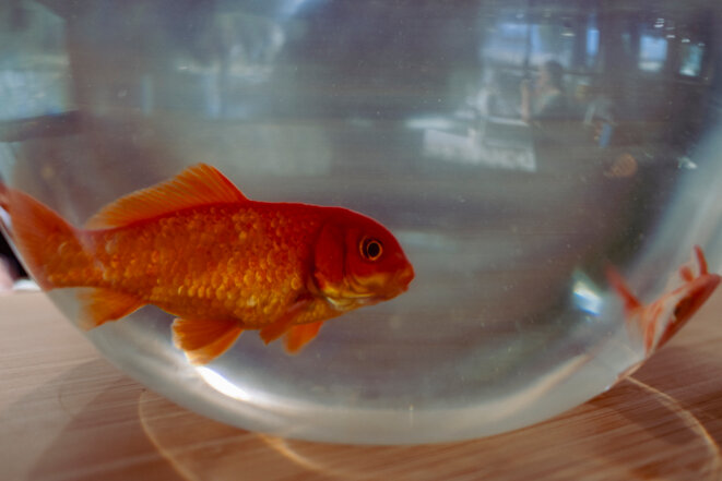 Le piège du style : quand la reconnaissance enferme le photographe