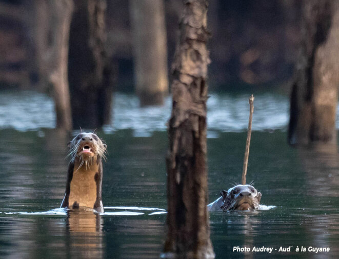 COP30 au Brésil et biomascarade en Guyane