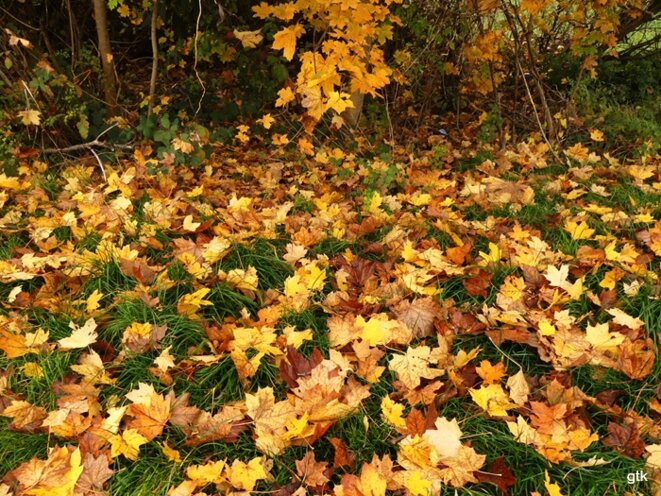 Extrême droite partout