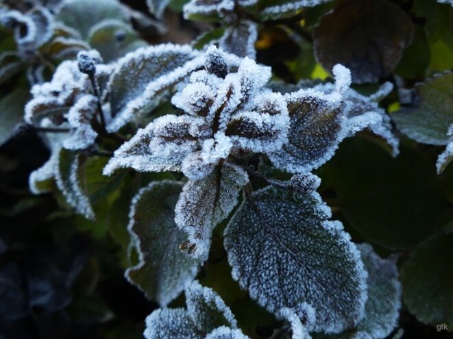 Ils mentent au lieu de protéger