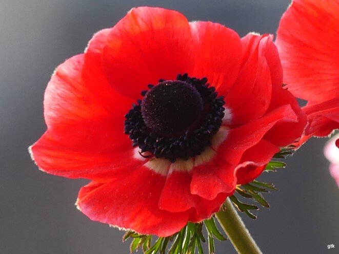 Mehdi. Mehdi. Mehdi.