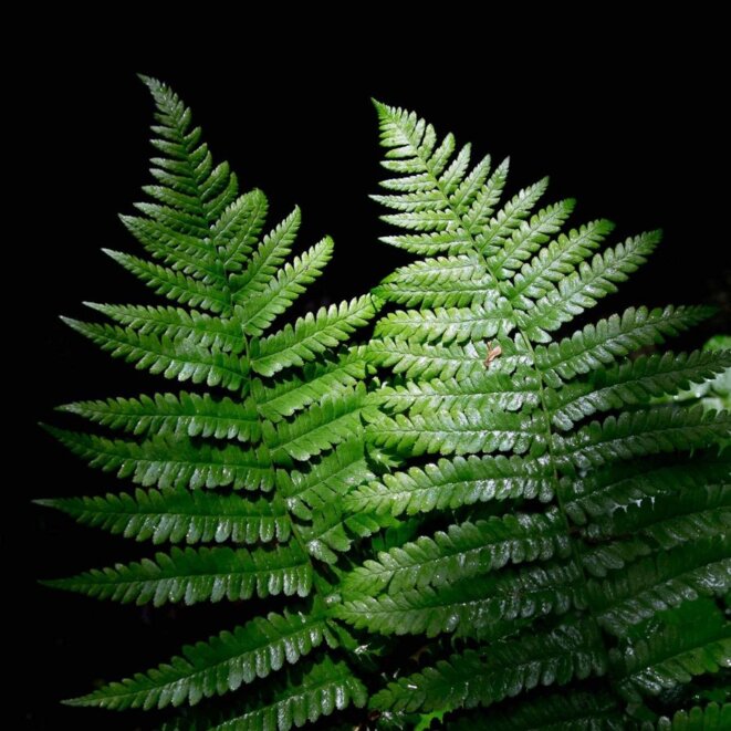 Nicolas Legendre - Journaliste (avatar)