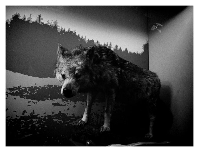 Attention, loup dans la bergerie !