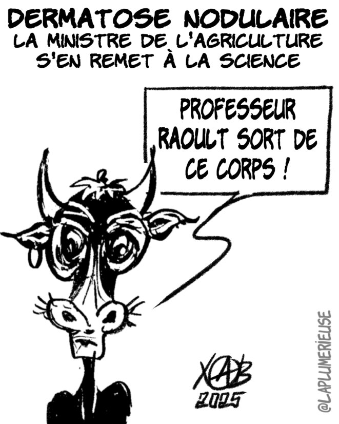 Bovine comédie