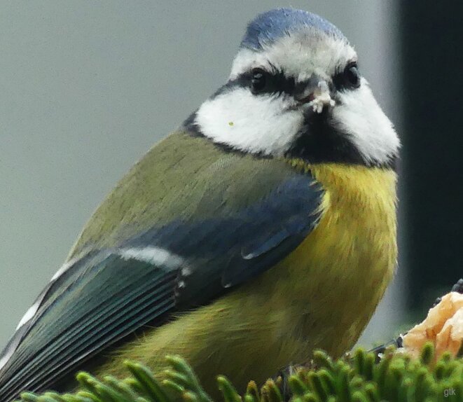 Le fascisme à la française