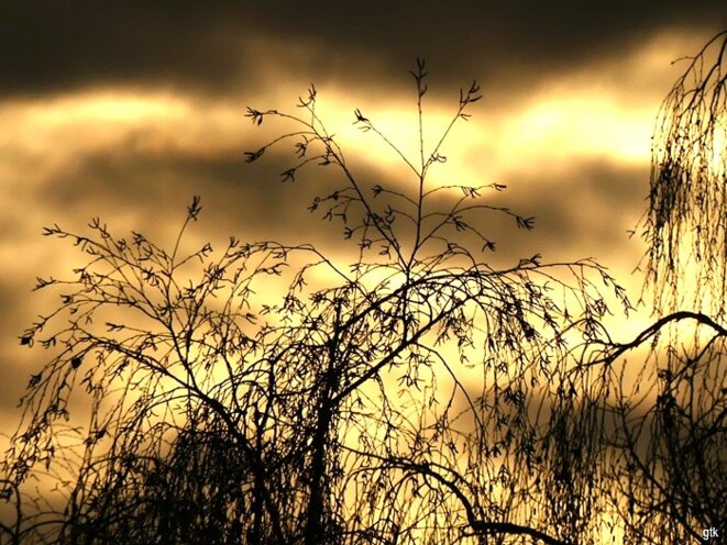 Effacer la Palestine