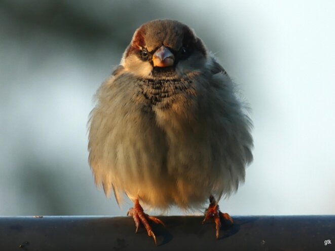 Le chant des forêts