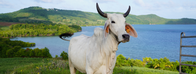 Qui veut la peau des vaches : une question de protocole(s) ?