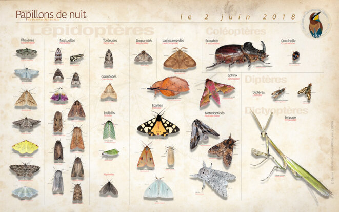 Papillons noctambules