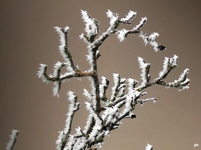 Une guetteuse de lune