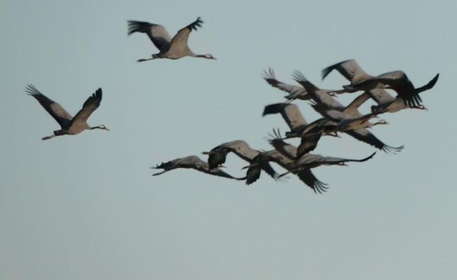 Observations hivernales avant la migration