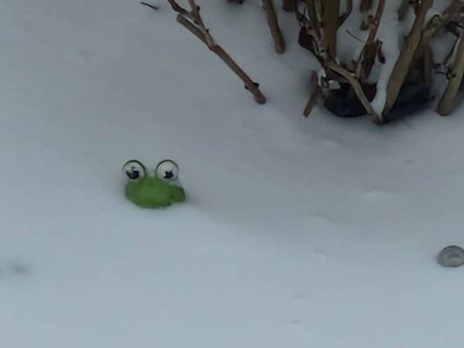 Sous la neige, la grenouille