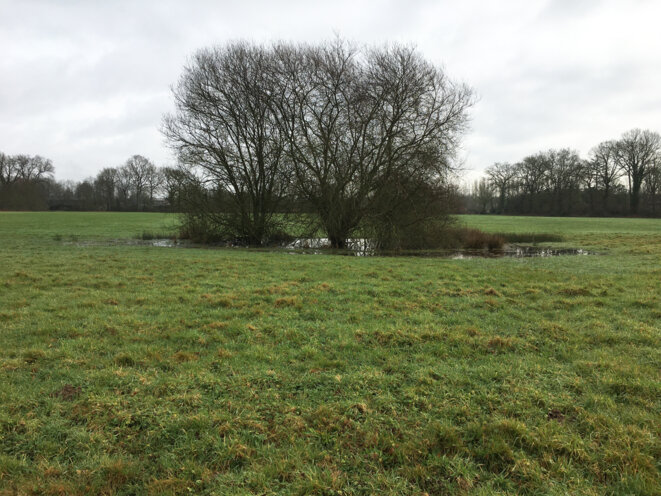 Pour une mémoire des prairies humides de la Lande (Saint-Grégoire, 35)