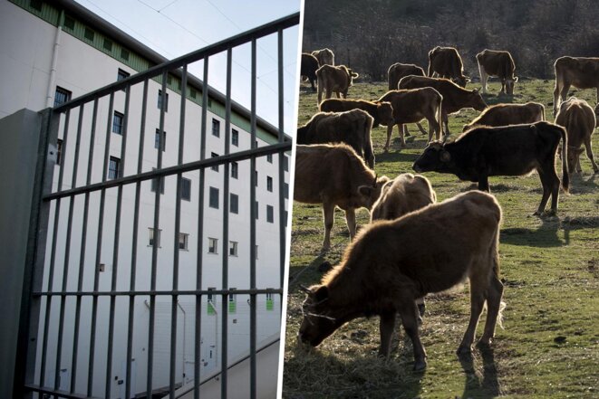 Depuis sa prison, le bandit corse déclarait des troupeaux fictifs Affilié au grand banditisme, Dominique Costa, 71 ans, a été condamné, mercredi 17 juin, pour escroquerie aux aides agricoles européennes par le tribunal correctionnel de Paris.