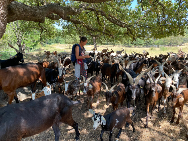 Dans la plaine de la Durance, des chèvres contre les flammes Dans la région Paca, des pâturages préventifs jouent un rôle clé dans la prévention des incendies. Alors que les feux couvent encore aux quatre coins de lHexagone, bergers et bergères appellent lÉtat à davantage soutenir ce mode délevage.